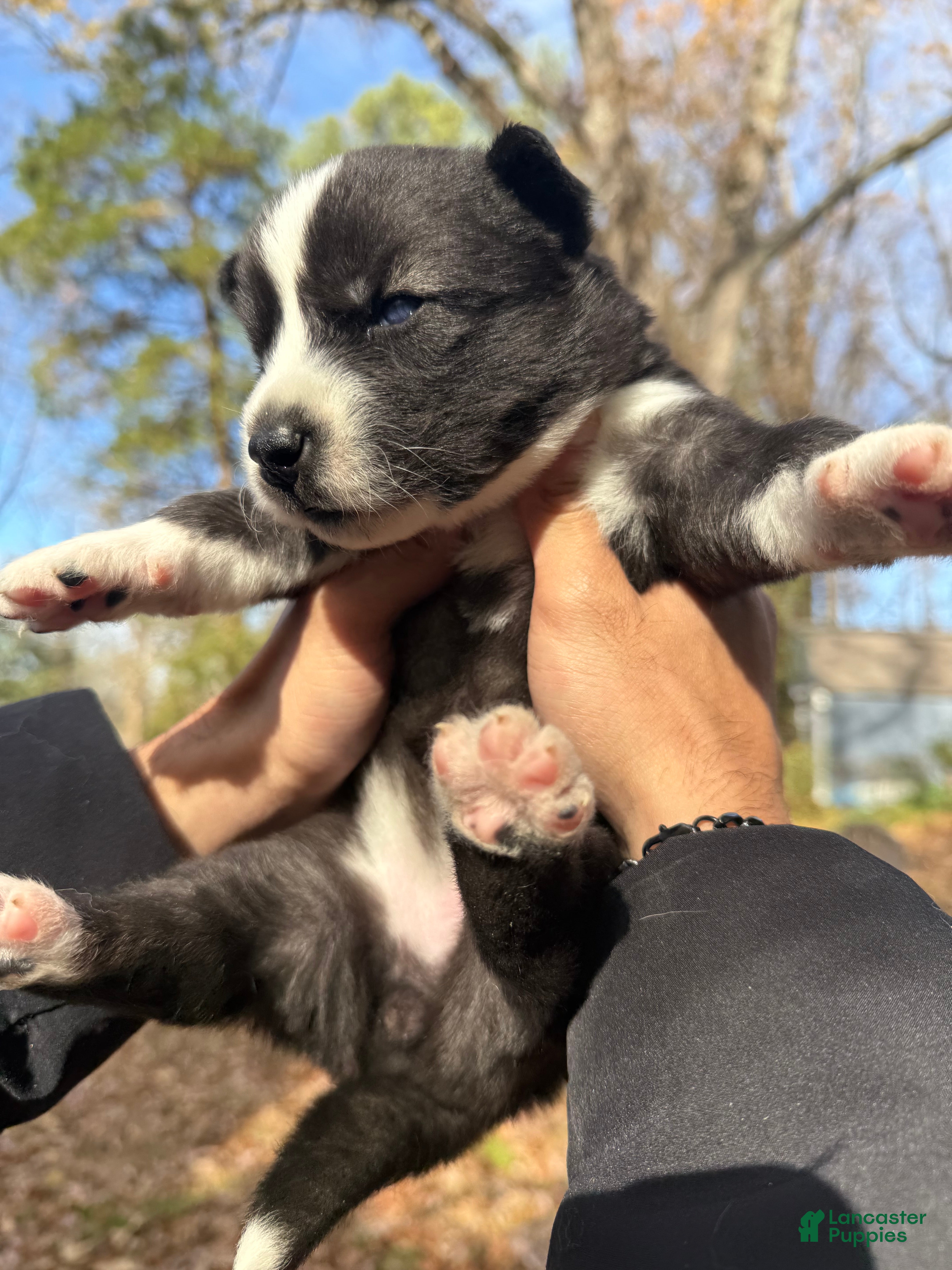 Siberian Husky dogs Pistol - Ad 9