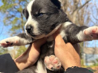 Siberian Husky dogs Pistol - Ad 13