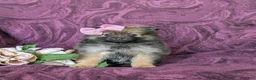Pomeranian dogs for sale: Jennae - Ad 4
