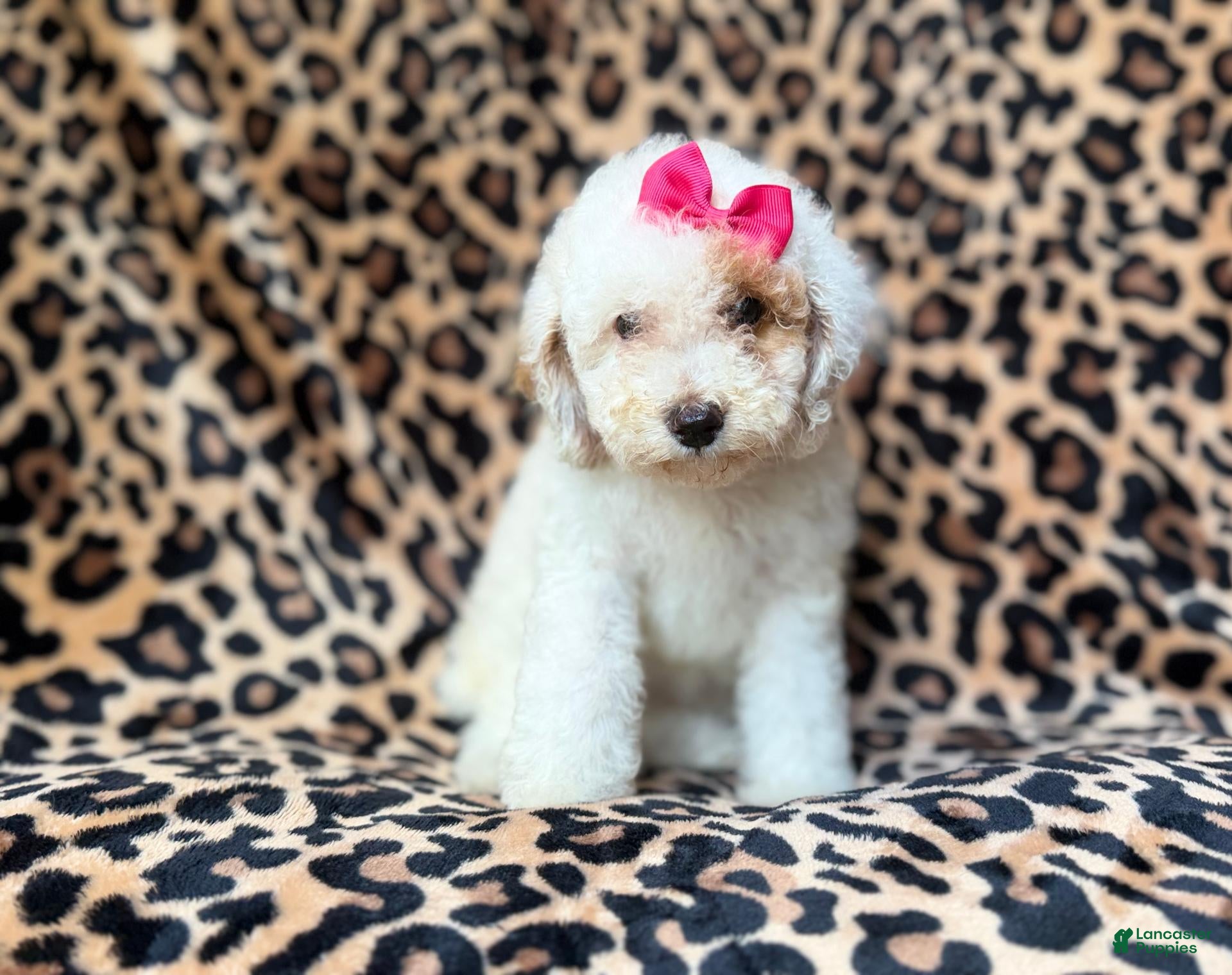Mini Goldendoodle dogs Chloe - Ad 12