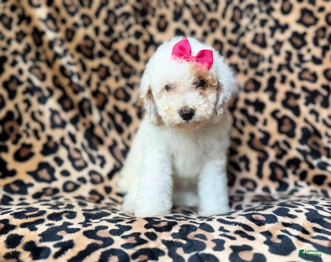 Mini Goldendoodle dogs for sale: Chloe - Ad 1