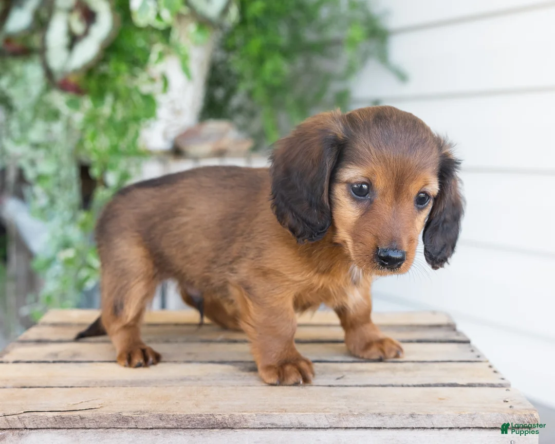 Dachshund dogs for sale: Hank - Ad 2