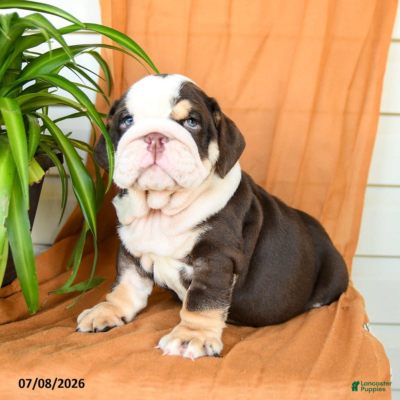 English Bulldog dogs Ryan - Ad 1