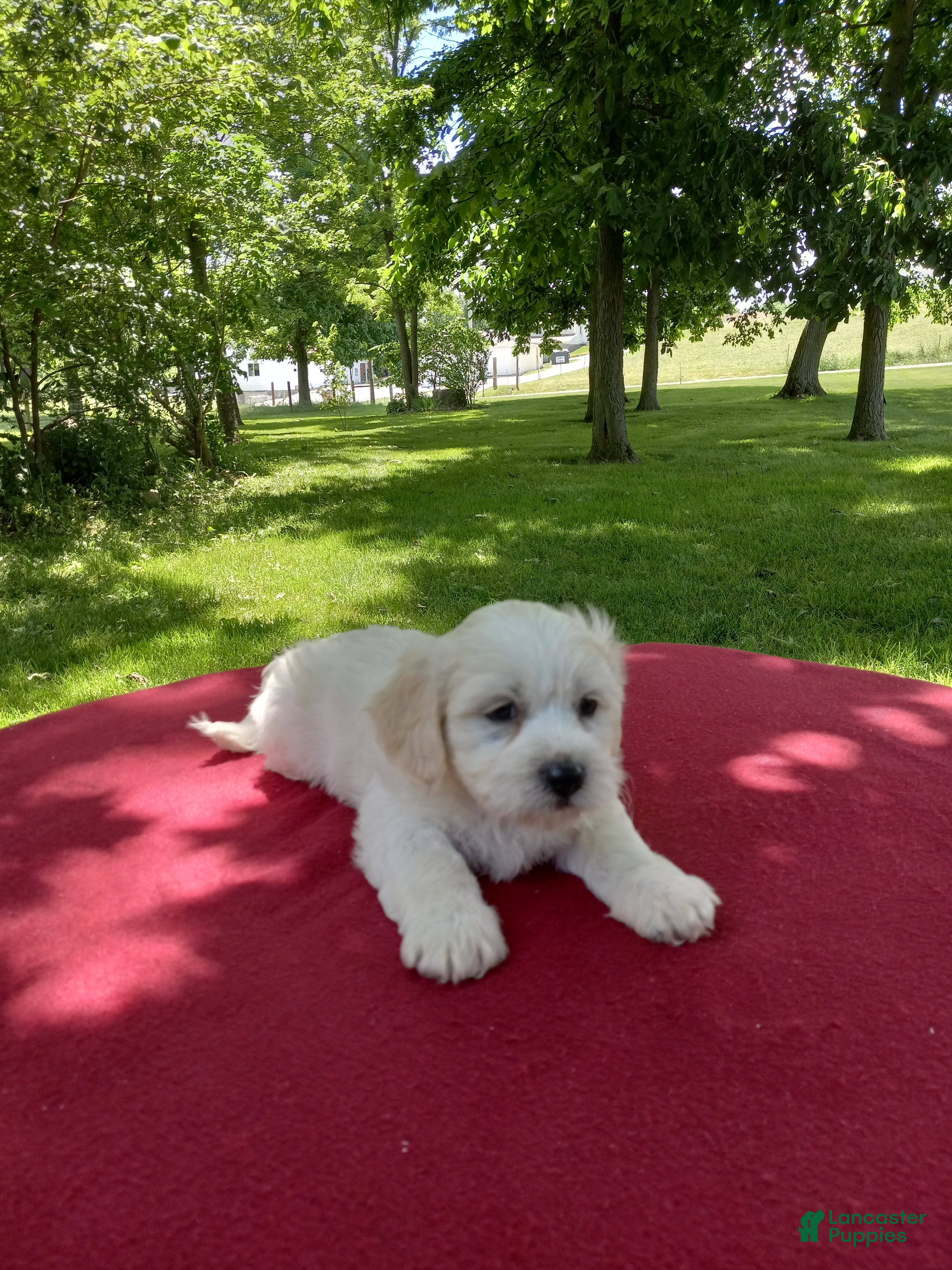 Teddy Bear dogs Oliver - Ad 2