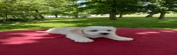 Teddy Bear dogs for sale: Oliver - Ad 2