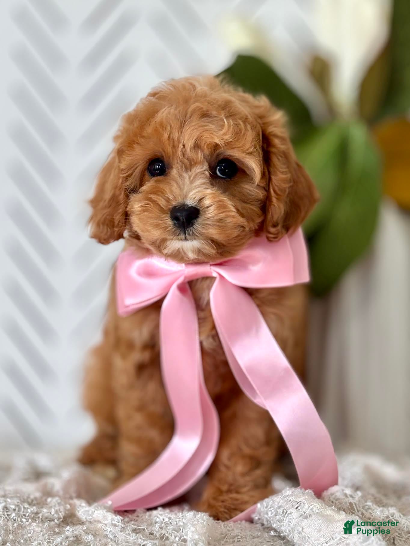 Cavapoo dogs for sale: Pippi Cavapoo Puppy  - Ad 1
