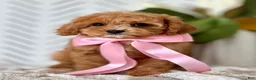 Cavapoo dogs for sale: Pippi Cavapoo Puppy  - Ad 1