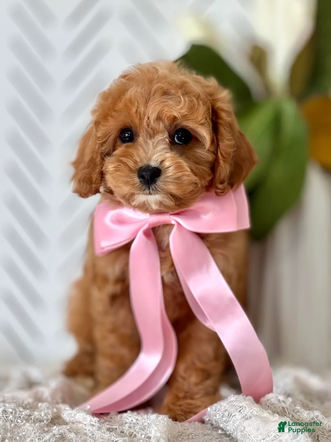 Cavapoo dogs for sale: Pippi Cavapoo Puppy  - Ad 1