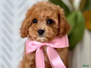 Cavapoo dogs for sale: Pippi Cavapoo Puppy - Ad 1