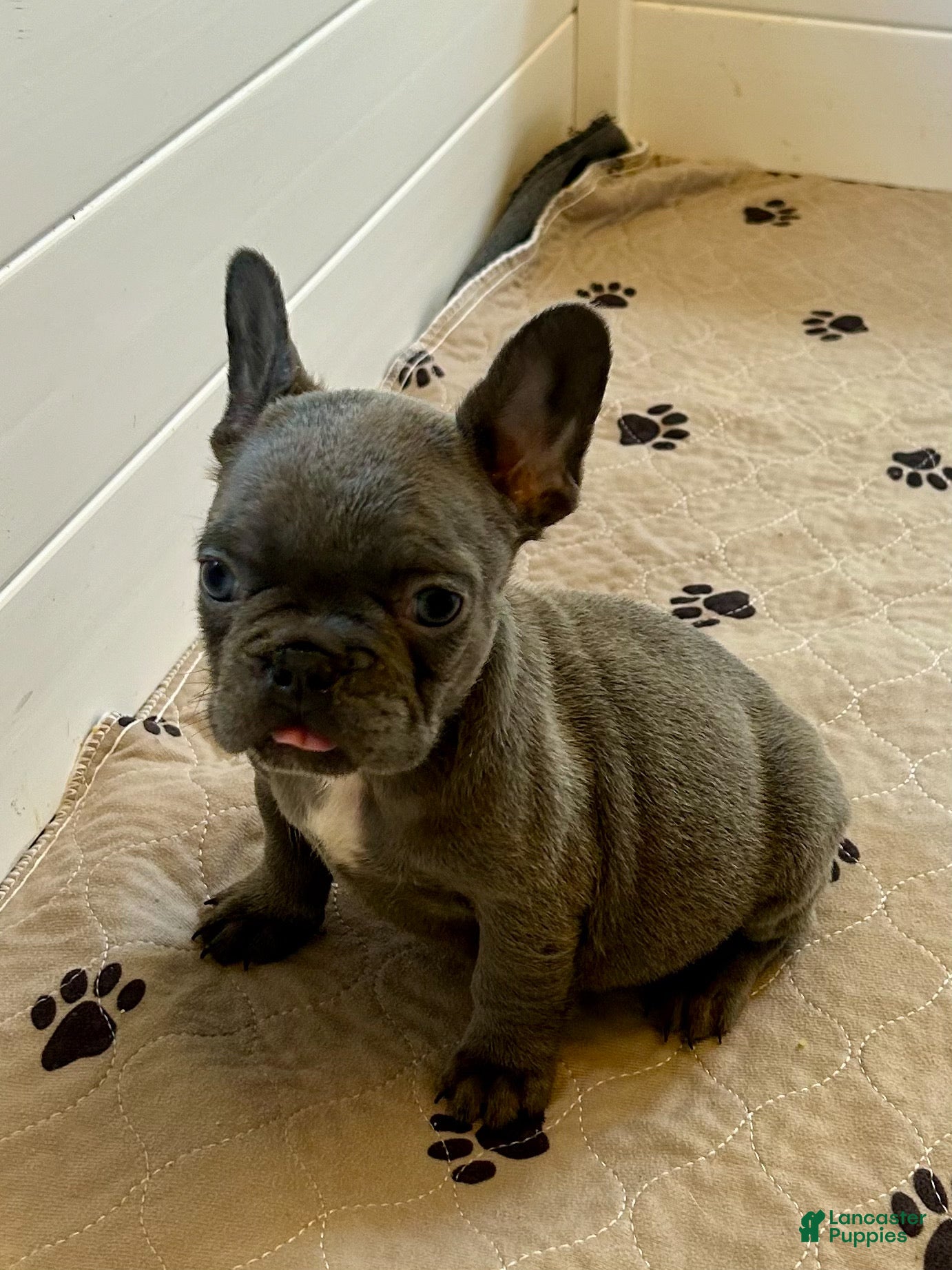 French Bulldog dogs Malibu - Ad 2