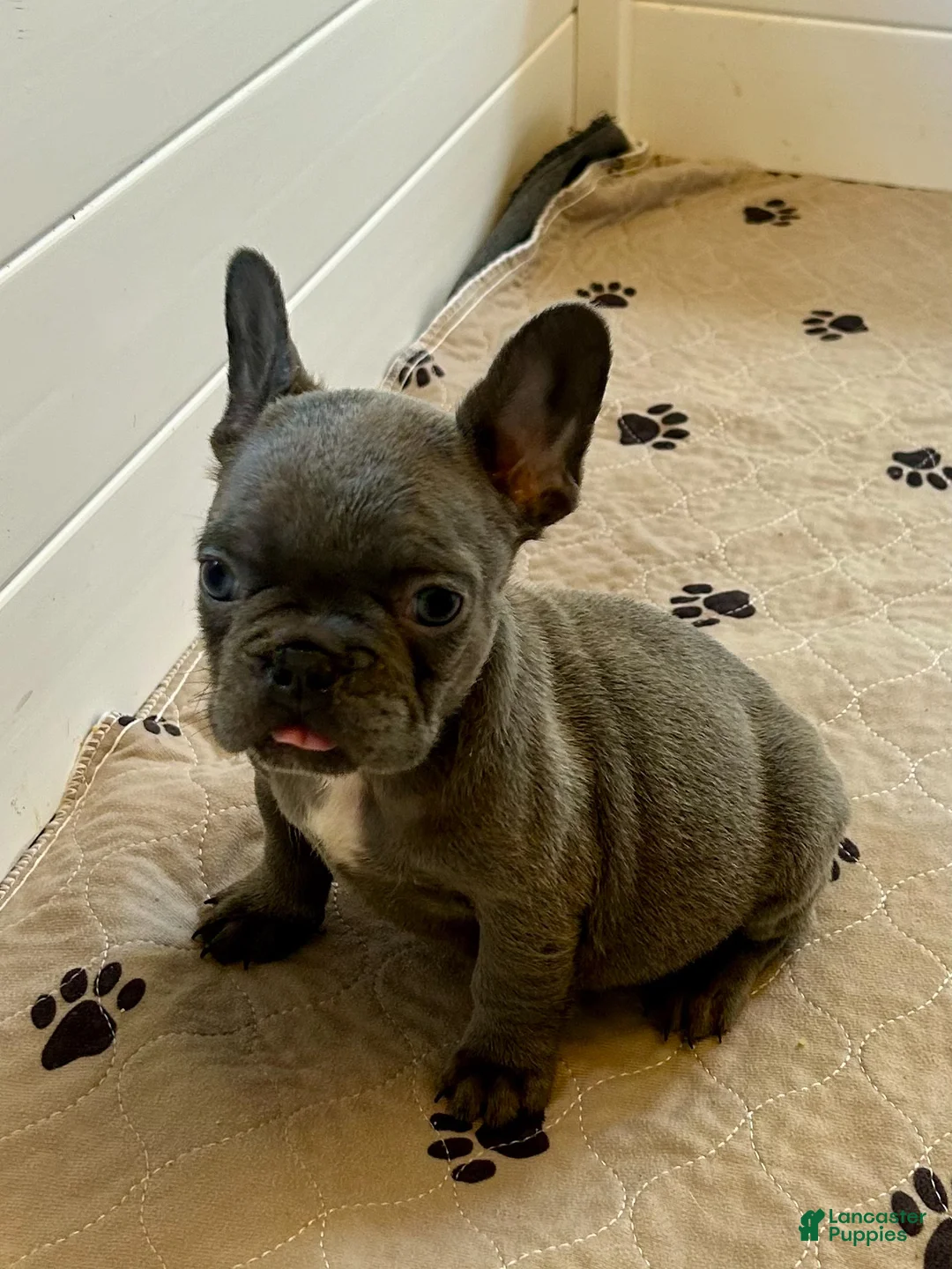 French Bulldog dogs for sale: Malibu - Ad 2