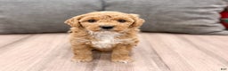 Mini Goldendoodle dogs for sale: Rosie - Ad 6