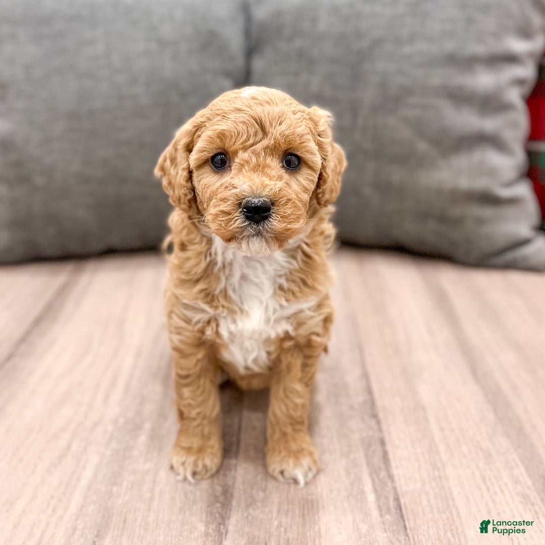 Mini Goldendoodle dogs for sale: Rosie - Ad 6