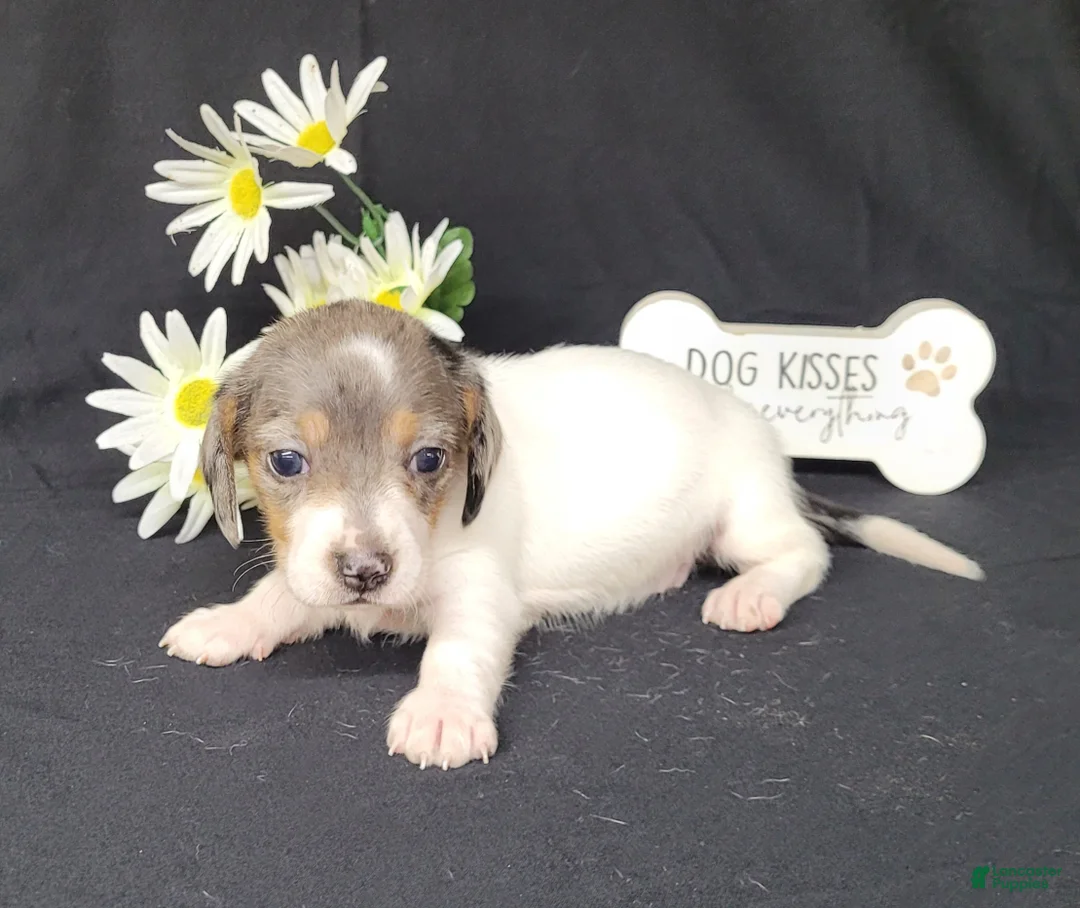 Miniature Dachshund dogs for sale: Callie AKC Reg Dapple pie - Ad 4