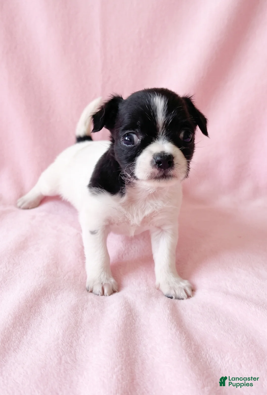 Mixed Breed dogs for sale: Piper - Ad 2