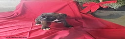 Boxer dogs for sale: Prancer - Ad 2