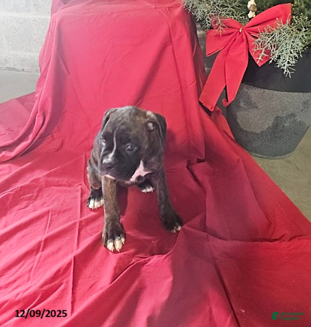 Boxer dogs for sale: Prancer - Ad 2