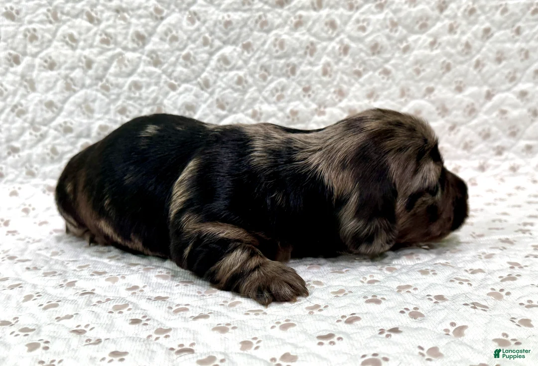 Miniature Dachshund dogs for sale: Miniature Dachshund Jax [DNA Proof] - Ad 2