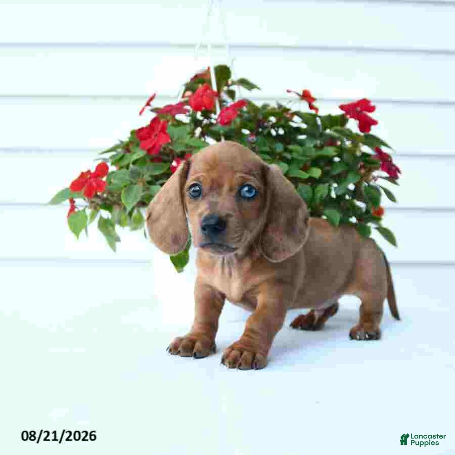 Miniature Dachshund dogs Buster - Ad 1