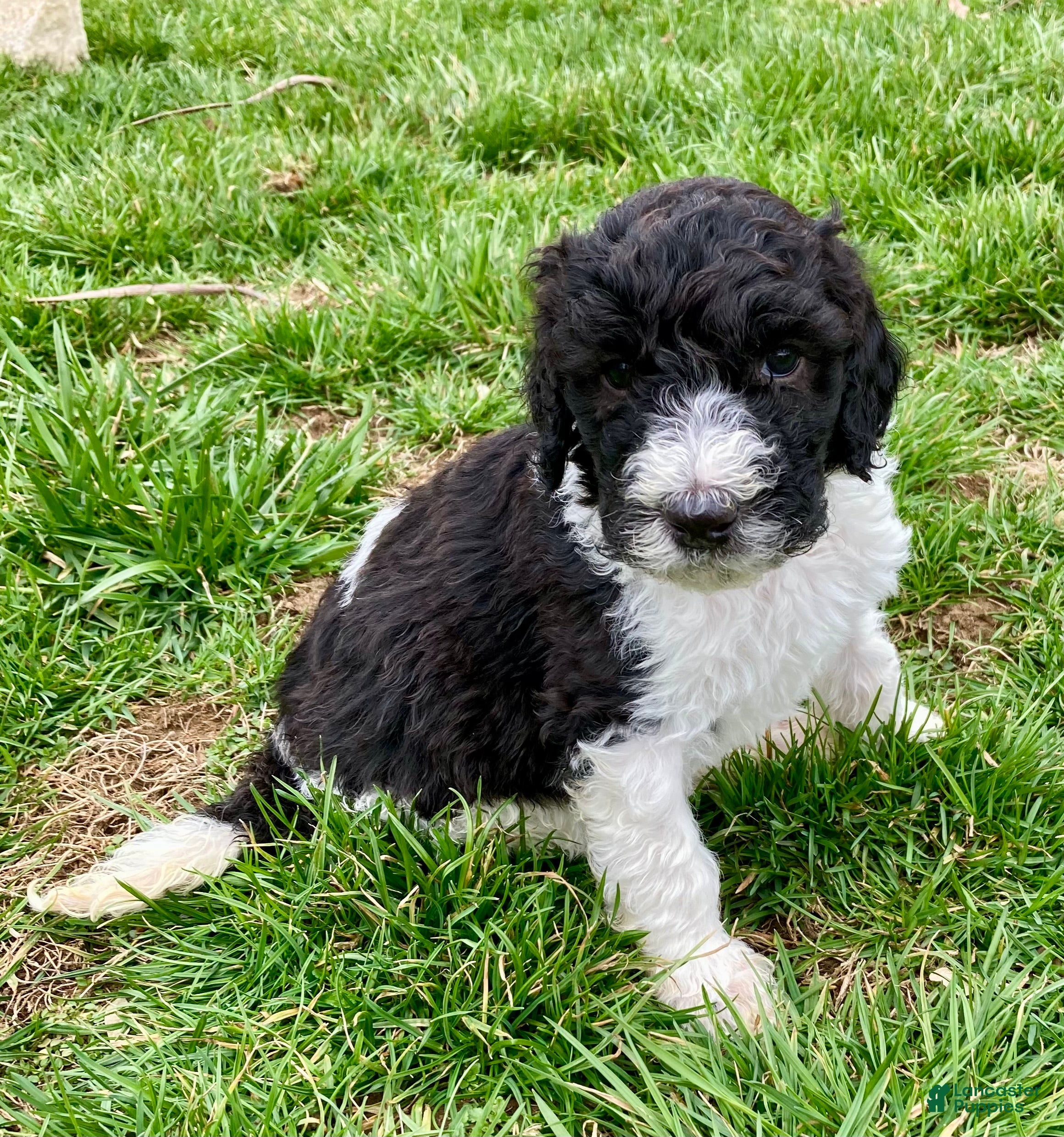 Bernedoodle dogs Harry - Ad 1