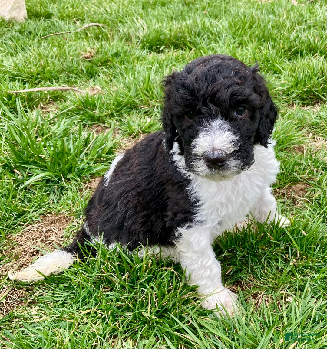 Bernedoodle dogs for sale: Harry - Ad 1