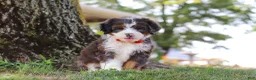 Mini Bernedoodle dogs for sale: Benson - Ad 9