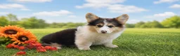 Welsh Corgi Pembroke dogs for sale: Caspian - Ad 3