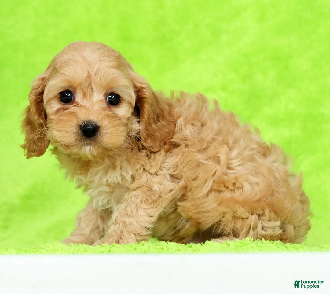 Cockapoo dogs for sale: Pluto - Ad 2