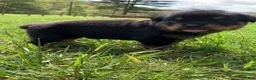 Rottweiler dogs for sale: Light blue Female - Ad 8