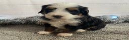Mini Bernedoodle dogs for sale: Simba - Ad 3