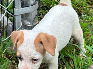 Jack Russell Terrier dogs - Ad 29