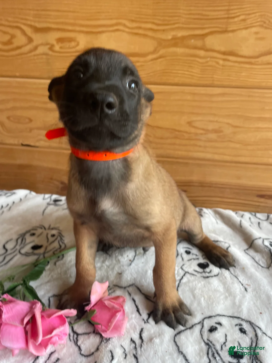 Belgian Malinois dogs for sale: Sarge - Ad 4