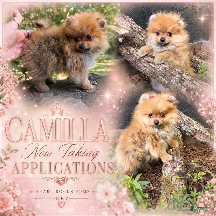 Pomeranian dogs Camilla Rein - Ad 2