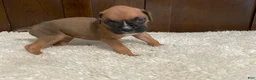 Boxer dogs for sale: Moxy - Ad 21