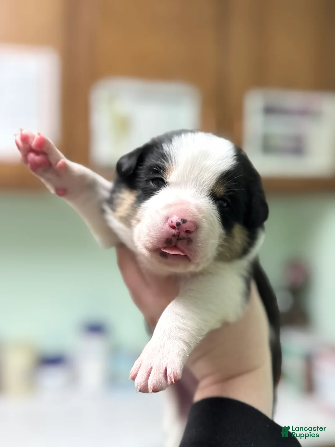 Border Collie dogs for sale: Remy   - Ad 8