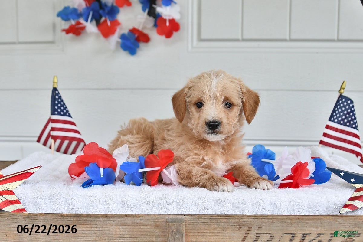 Mixed Breed dogs Sailor - Ad 1