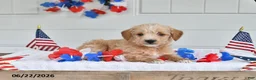Toy Poodle dogs for sale: Sailor - Ad 1