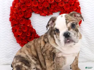 English Bulldog dogs Lola - Ad 39
