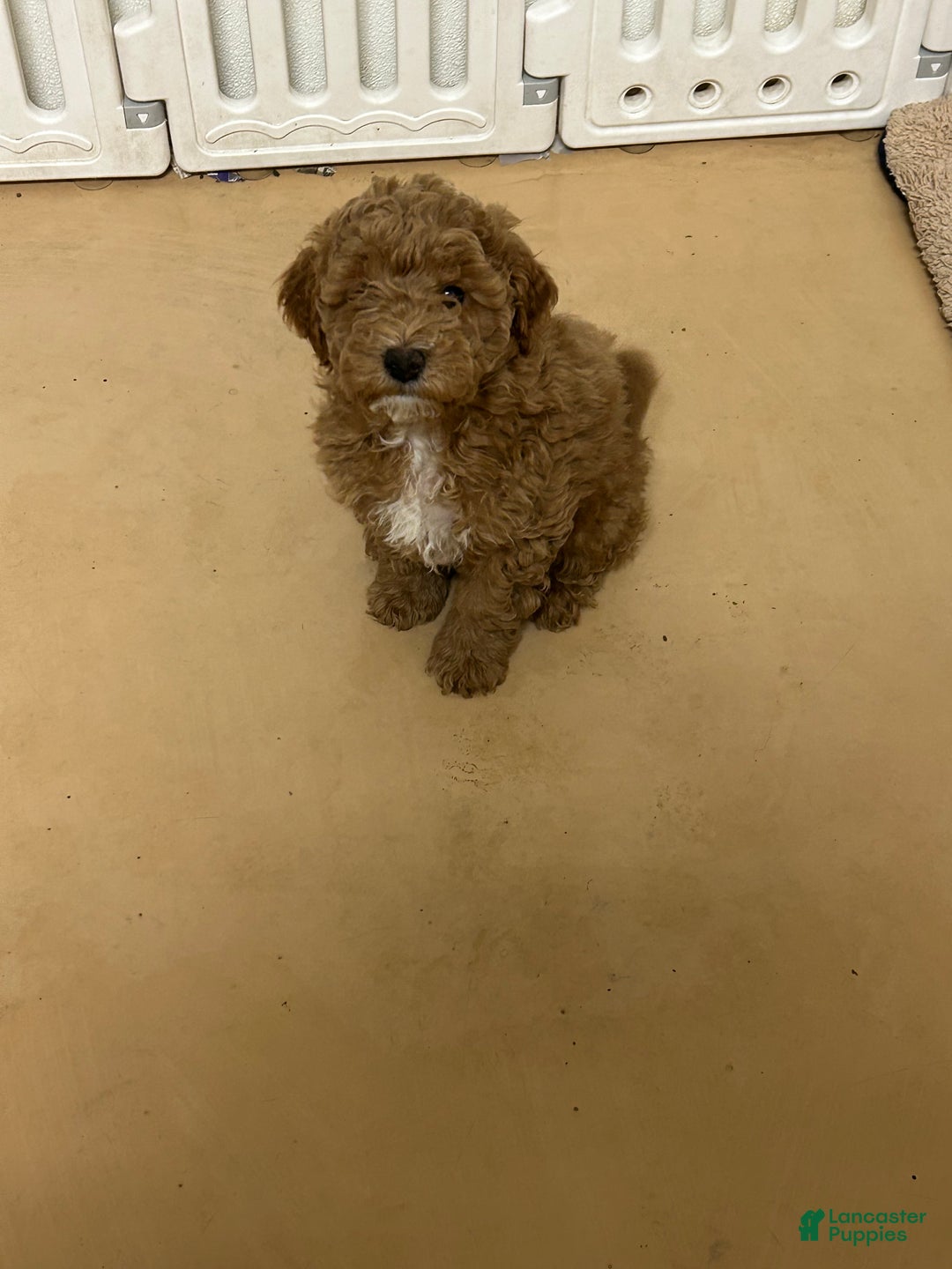 Mini Goldendoodle dogs for sale: Petite Mini Goldendoodle Caramel Spice - Ad 2