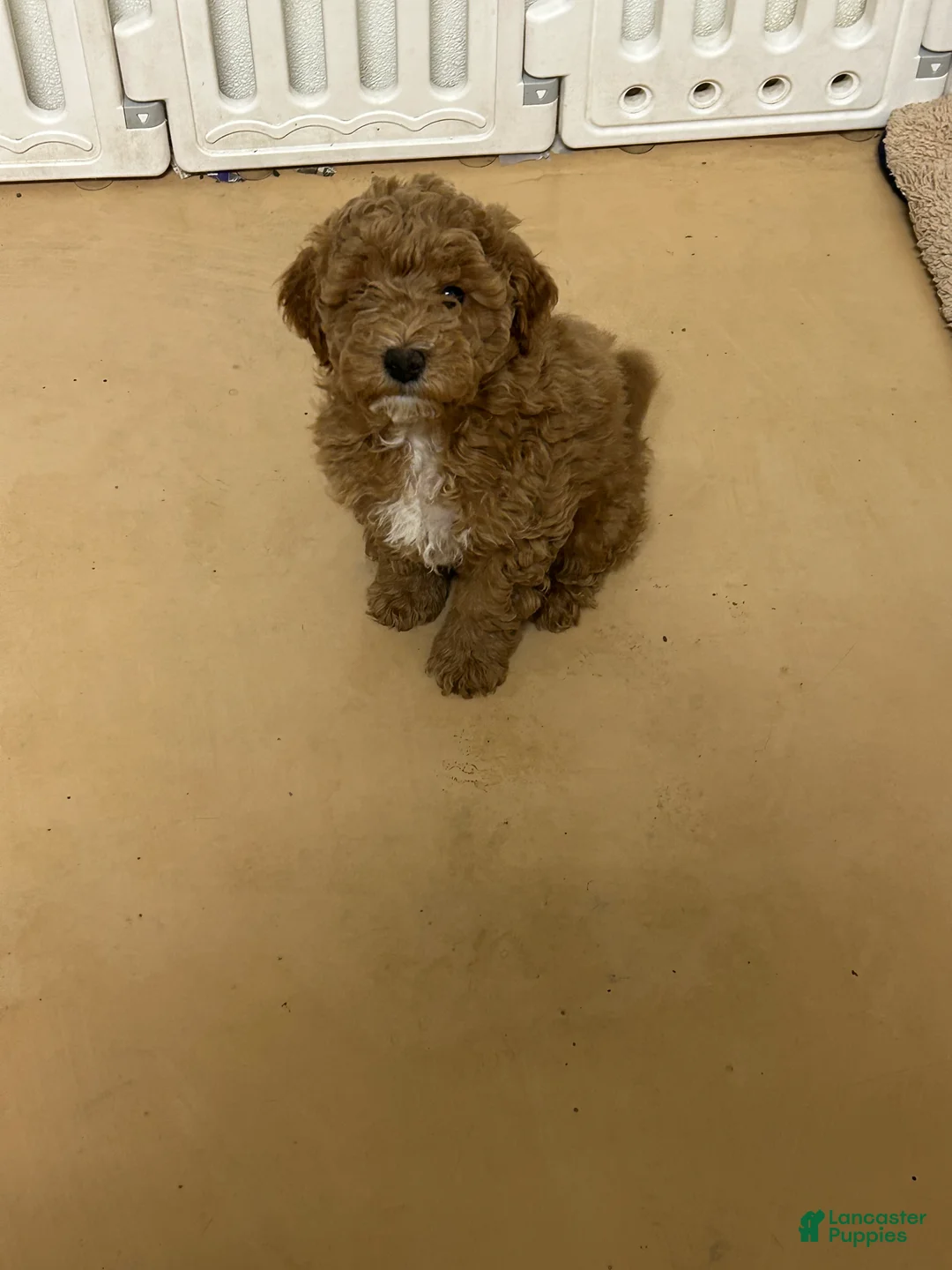 Mini Goldendoodle dogs for sale: Petite Mini Goldendoodle Caramel Spice - Ad 2