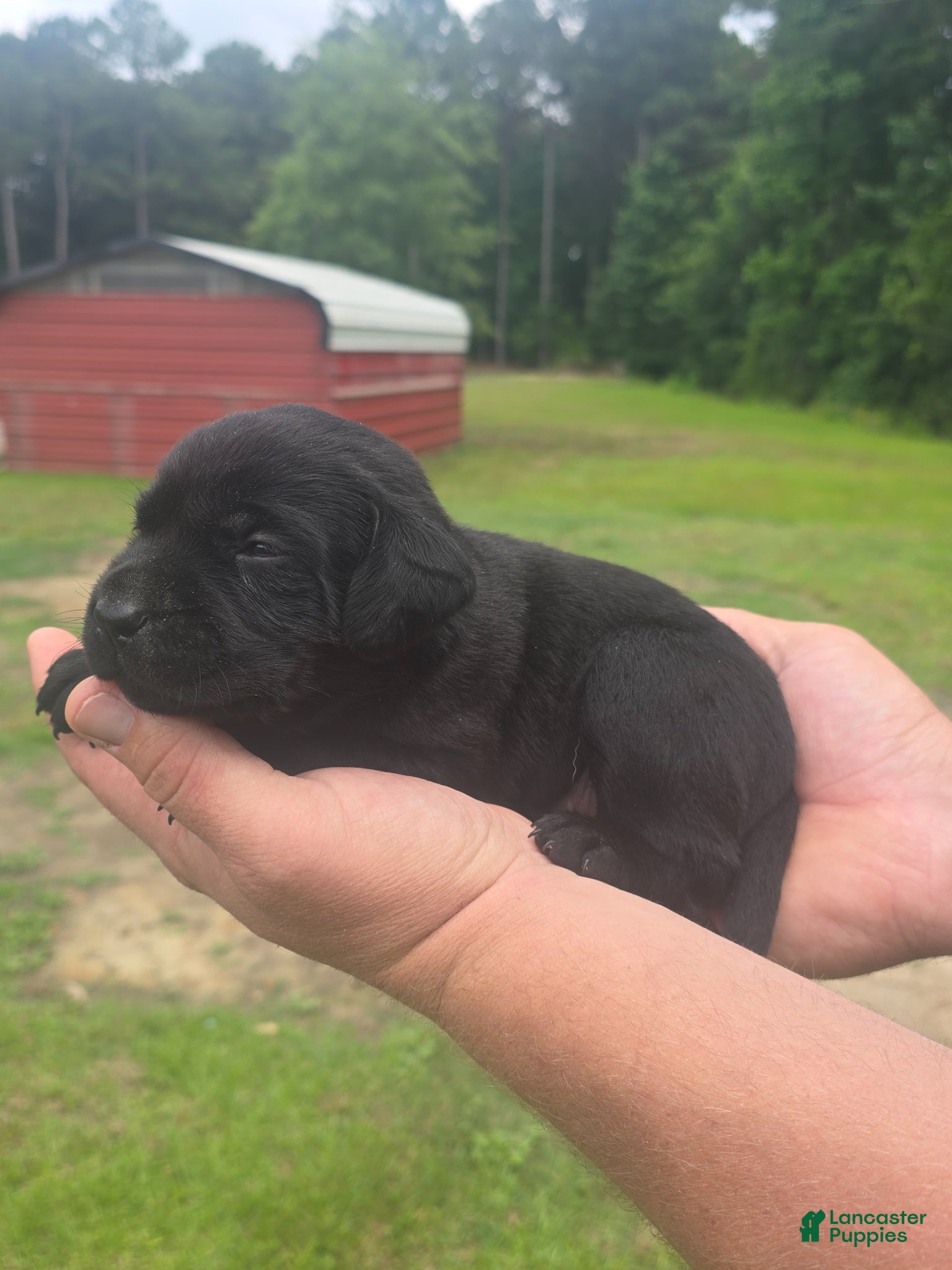 Labrador Retriever dogs Labrador Retriever Puppy 1 - Ad 32
