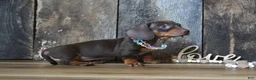 Miniature Dachshund dogs for sale: Molly - Ad 4