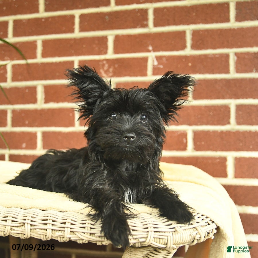 Yorkshire Terrier dogs Luna - Ad 2