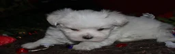 Maltese dogs for sale: Conrad - Ad 8