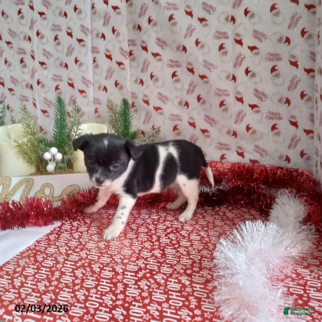 Chihuahua dogs for sale: Bonnie - Ad 2