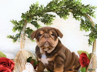 English Bulldog dogs - Ad 8