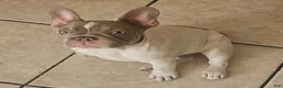 French Bulldog dogs for sale: Aubrey-Micheal  - Ad 3