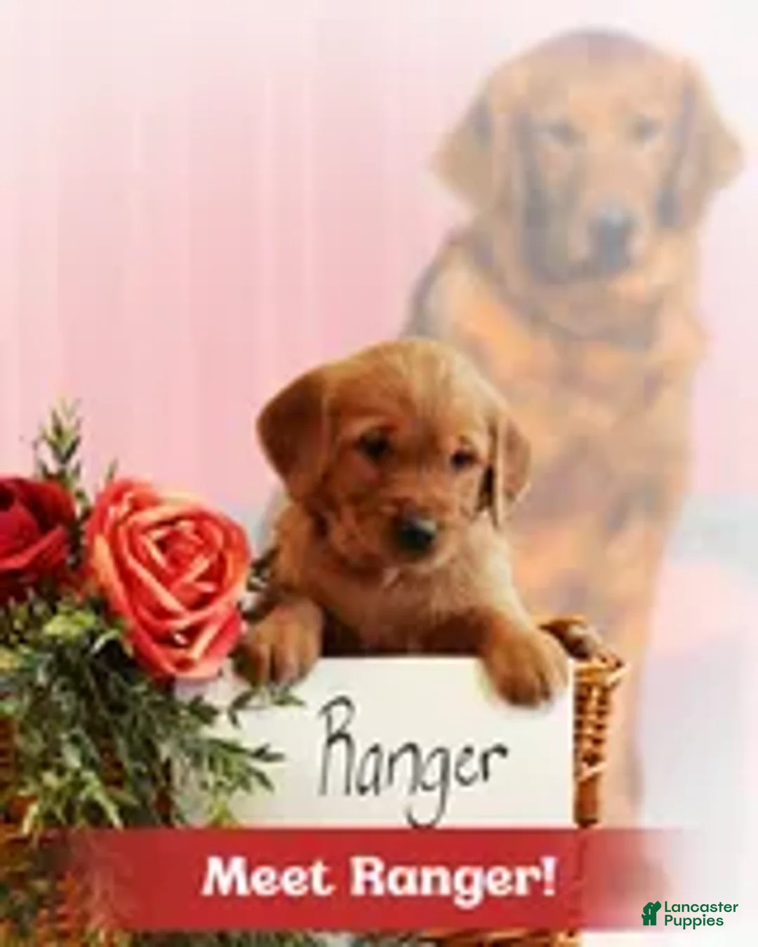 Golden Retriever dogs for sale: Ranger  - Ad 1