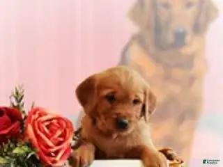 Golden Retriever dogs Ranger - Ad 1