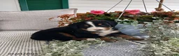 Bernese Mountain Dog dogs for sale: Amber - Ad 3